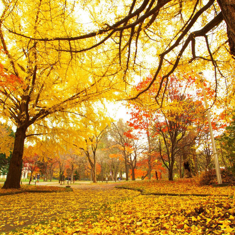 後疫情時代，你仍然要把握養肺好時機！
