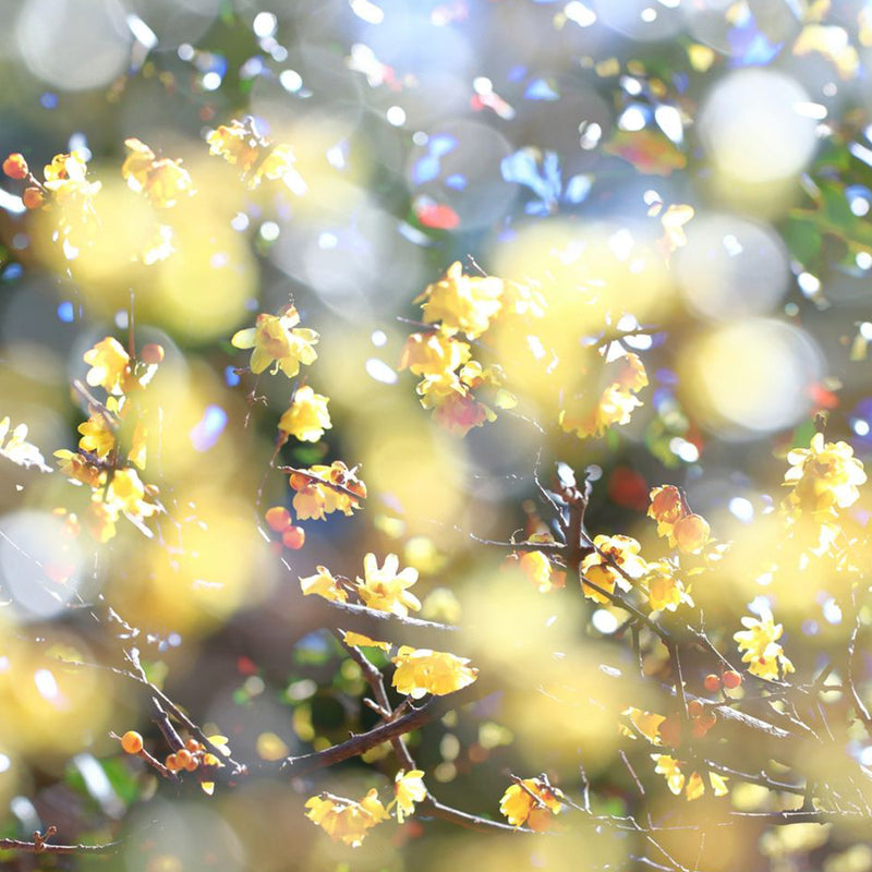 調整作息冬養腎，預防疾病存能量